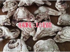 供應紫花三叉大白芨苗批發(fā)#云南保山隆陽區(qū)白芨種植基地圖3