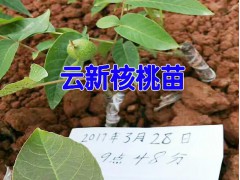 云新核桃苗批發(fā)|云新核桃苗價(jià)格|普洱果樹苗&景東果樹苗基地|圖2
