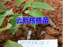 云新核桃苗批發(fā)|云新核桃苗價(jià)格|普洱果樹苗&景東果樹苗基地|圖3