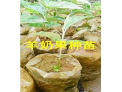 羊奶果苗圖|羊奶果苗哪里有圖1