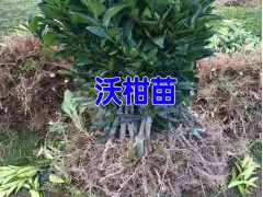 云南沃柑苗哪里有賣&沃柑好不好賣&哪里的沃柑苗成活率高圖1