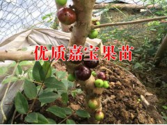 嘉寶果苗價(jià)格@云南哪里有嘉寶果苗@紐荷爾臍橙苗價(jià)格圖1