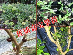 嘉寶果苗價(jià)格@云南哪里有嘉寶果苗@紐荷爾臍橙苗價(jià)格圖2