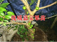 嘉寶果苗價(jià)格@云南哪里有嘉寶果苗@紐荷爾臍橙苗價(jià)格圖3