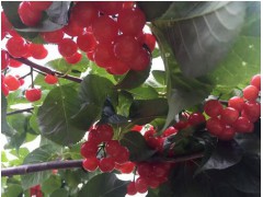 昆明櫻桃怎么樣?果實富含糖,晶瑩美麗、紅如瑪瑙圖2