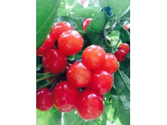 昆明櫻桃怎么樣?果實富含糖,晶瑩美麗、紅如瑪瑙圖3