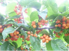 昆明櫻桃怎么樣?果實富含糖,晶瑩美麗、紅如瑪瑙圖1