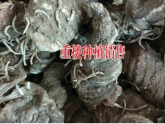 云南重(蟲)樓多少錢1公斤%優(yōu)質(zhì)重樓(獨(dú)解連)供應(yīng)商圖2