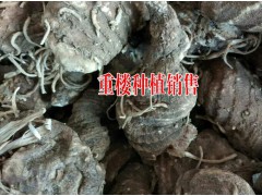云南重(蟲)樓多少錢1公斤%優(yōu)質(zhì)重樓(獨(dú)解連)供應(yīng)商圖3
