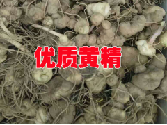 買黃精種子種苗圖2