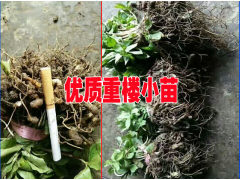 云南小白芨種苗批發(fā)價格#【2017云南黃精種苗價格】圖2