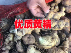 云南小白芨種苗批發(fā)價格#【2017云南黃精種苗價格】圖3