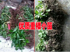 2017中藥材種苗網(wǎng)@白芨,黃精,重樓種苗銷售商圖1