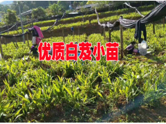 產(chǎn)地中藥材種苗銷售價(jià)格#找云南中藥材小苗盡在云南三農(nóng)網(wǎng)圖1