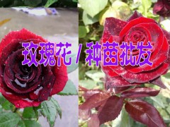 玫瑰花苗多少錢(qián)一株@云南紅河玫瑰花苗價(jià)格表圖2