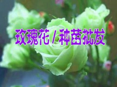 玫瑰花苗多少錢(qián)一株@云南紅河玫瑰花苗價(jià)格表圖3