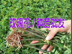 云南三農(nóng)網(wǎng) 云南玫瑰小苗供應(yīng)商@求購(gòu)云南玫瑰小苗信息圖1