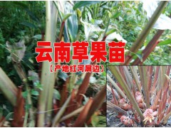 草果苗快遞@云南草果苗快遞價(jià)格%哪里草果苗可以快遞圖1