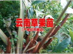 草果苗快遞@云南草果苗快遞價(jià)格%哪里草果苗可以快遞圖3
