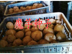 今年魔芋收購價優(yōu)質(zhì)魔芋收購公司信息#魔芋種子批發(fā)圖1