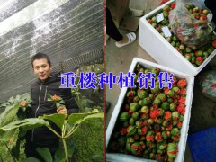 產(chǎn)地重樓直銷批發(fā)#云南重樓哪里多#云南重樓培育基地廠家圖1