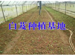 云南白芨中藥材產(chǎn)地信息@云南白芨種植戶信息圖1