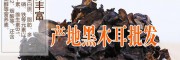 產地黑木耳圖片@優(yōu)質大理特色- 黑木耳