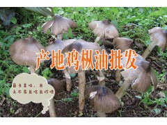 云南雞樅油品牌@云南雞樅菌|云南油雞樅哪個牌子好圖1