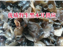 黑木耳批發(fā)市場分析|今日云南黑木耳收購價格公司圖2