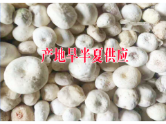 旱半夏|旱半夏種植技術(shù)|旱半夏價格|旱半夏種子價格圖2