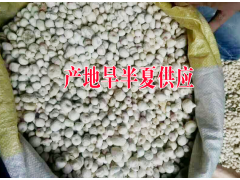 旱半夏|旱半夏種植技術(shù)|旱半夏價格|旱半夏種子價格圖3