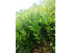 云南柑桔新品種|沃柑苗價(jià)格|沃柑市場(chǎng)多少錢(qián)一斤圖3