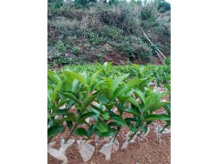 云南華坪臺灣青花梨苗、柑桔苗(沃柑、巖溪晚蘆、椪柑)銷售圖3
