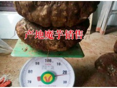 |云南富源重樓收購價格|富源重樓種植一畝成本價|圖1