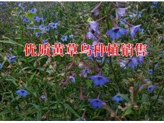 云南哪里種植黃草烏多&黃草烏種植技術培訓示范合作社圖2
