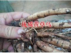 云南哪里種植黃草烏多&黃草烏種植技術培訓示范合作社圖3