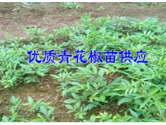 云南青花椒苗哪家苗圃的好*如何種植花椒苗銷售指導(dǎo)圖2