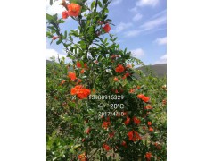 會(huì)澤縣哪里有石榴新品種樹(shù)苗&軟籽石榴花圖2