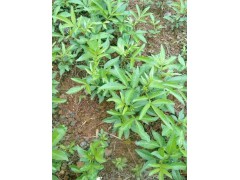 昭通種植一畝青花椒成本在多少&2017年青花椒行情價格走勢圖2