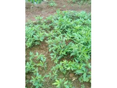 云南那里有各種花椒苗◆ 云南大理花椒苗-小寨青花椒苗供應(yīng)商家圖3