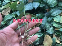 云南滇重樓價格&景谷縣刁文超中藥材育苗種植基地圖1