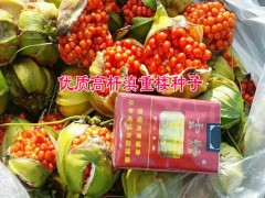 重樓種苗供應(yīng)@重樓哪個品種好&重樓種子產(chǎn)地銷售圖3