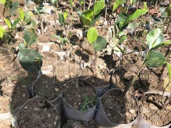 今年木波羅馬來(lái)西亞1號(hào)小苗價(jià)格%木波1號(hào)小苗哪里賣?圖2