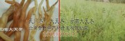 天冬價(jià)格在80元左右##天冬價(jià)格是多少錢一斤