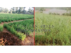 云南麗江家種天冬@顏色、飽滿程度不等,價格不同圖1