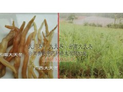 云南麗江家種天冬@顏色、飽滿程度不等,價格不同圖2