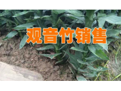 湛江觀音竹種植基地#湛江哪里觀音竹多圖1