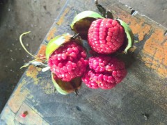 滇重樓種植適合施什么肥?重樓種植6月用牛羊廄糞或土雜肥圖1