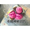 重樓種植什么時(shí)候長(zhǎng)勢(shì)快#優(yōu)質(zhì)重樓種植苗銷售
