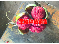 重樓種植什么時候長勢快#優(yōu)質(zhì)重樓種植苗銷售圖3
